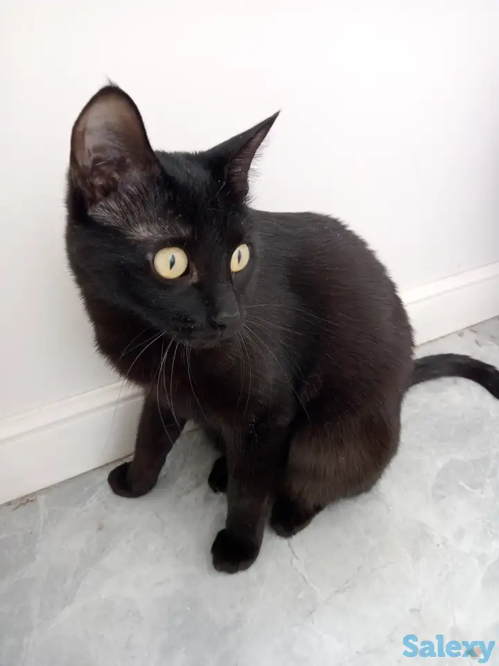 Черная кошка даром, фотография 4