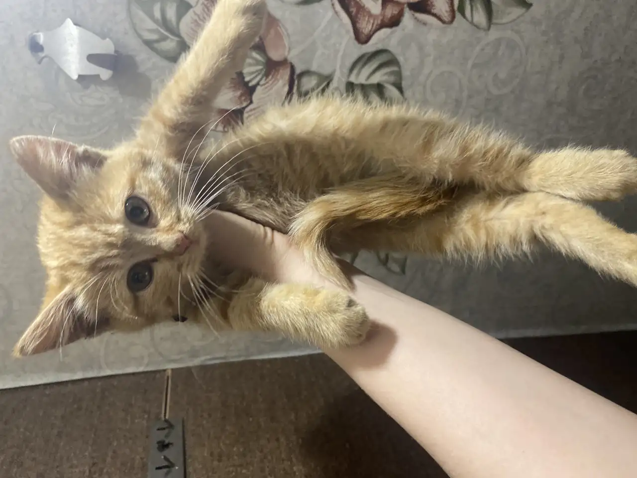 Котенок девочка ищет дом, фотография 1