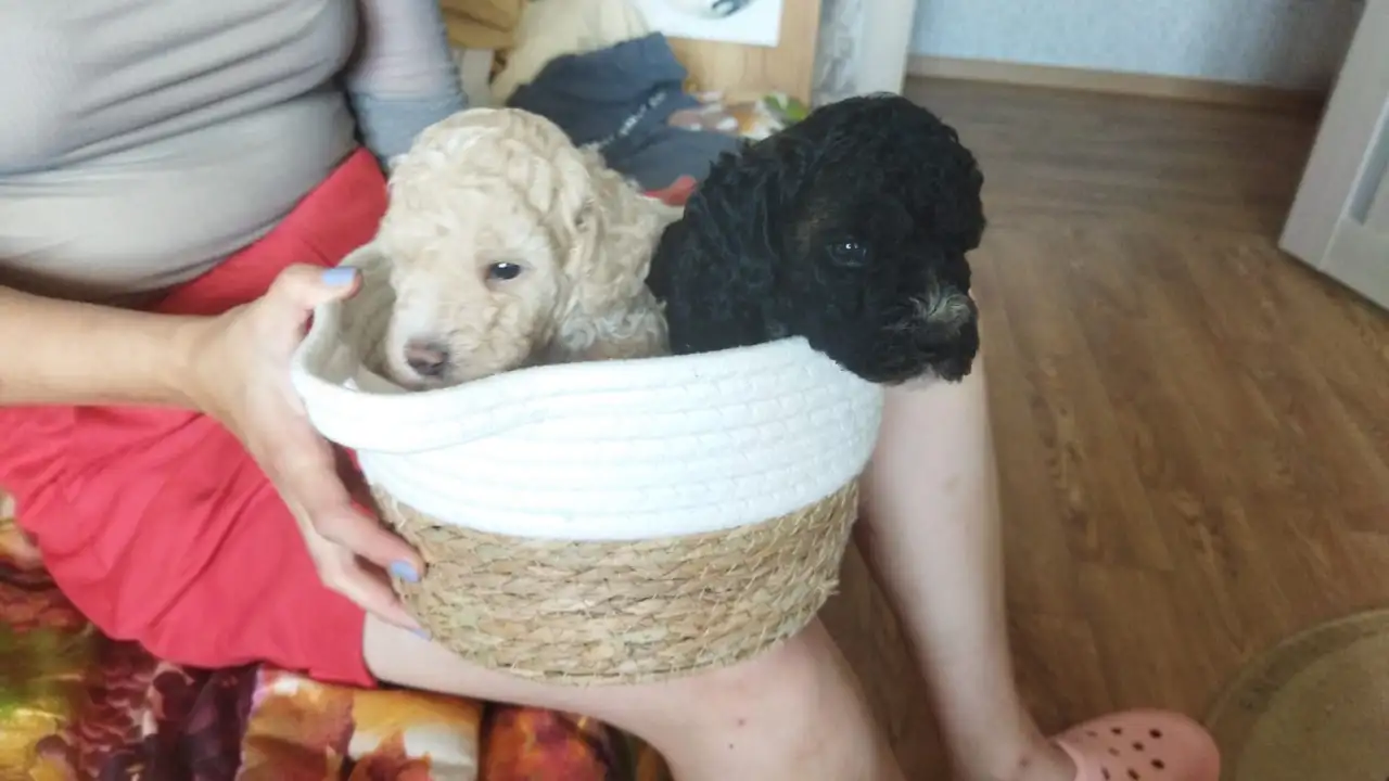 Продается пудель с черными кудрями, фотография 2