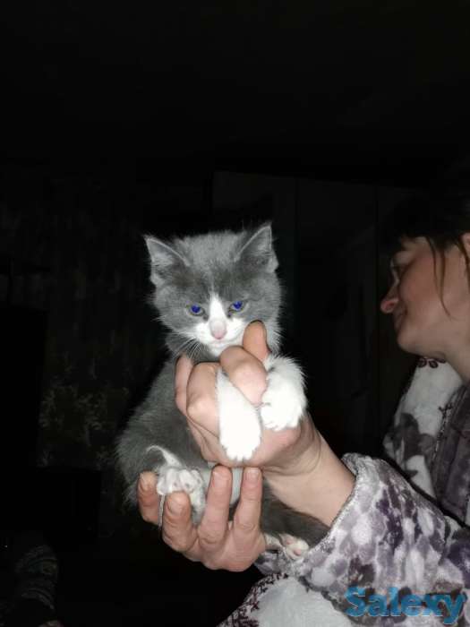 Продажа продаются котята им два месяца, фотография 2