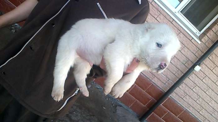 Чистокровный Алабаичики красивые и ухоженные, фотография 3