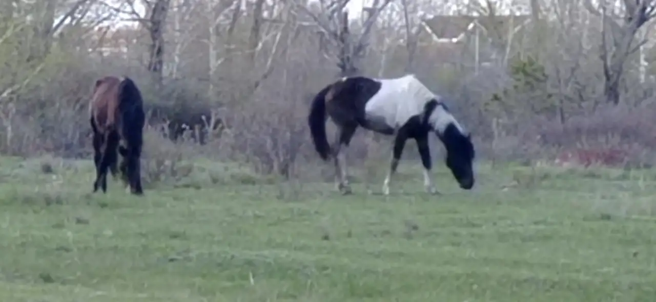 Продам лошадей, фотография 2