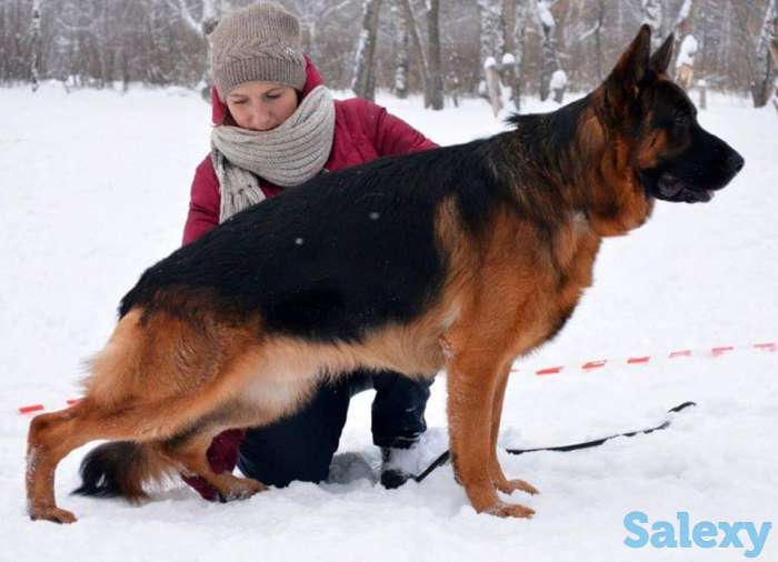 Немецкой овчарки щенков, фотография 2