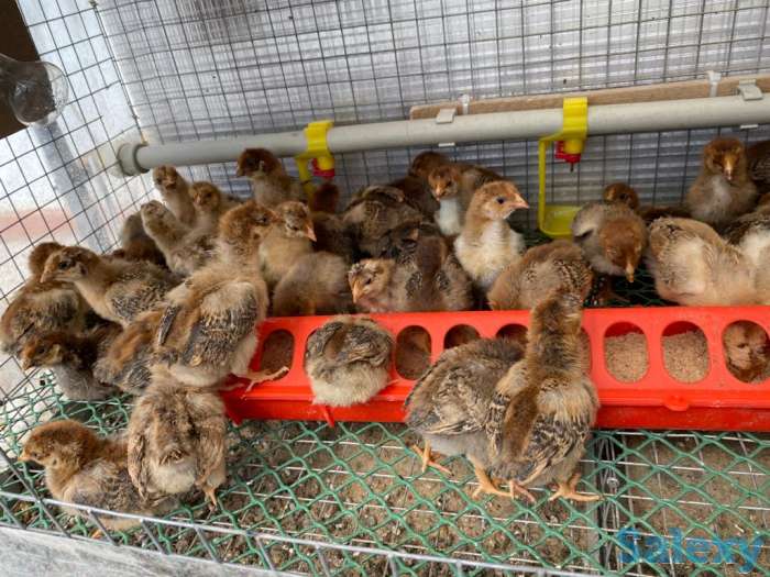 Цыплята, фотография 1