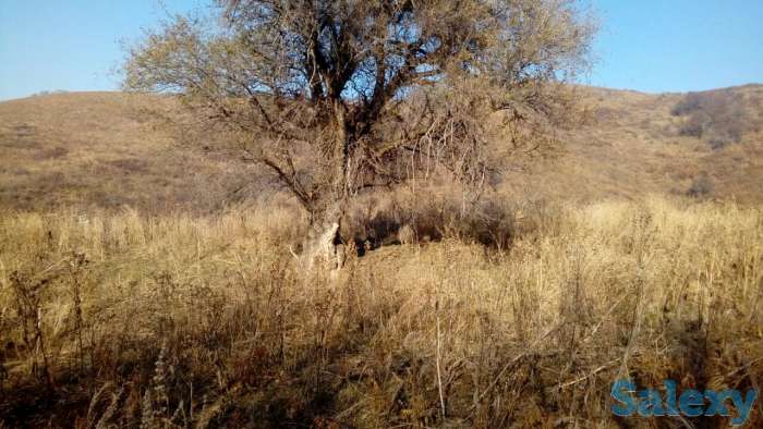 продам земельный участок 1.5 га к/х в Талгаре, район МТФ №3 вверх по Интернациональной, фотография 4