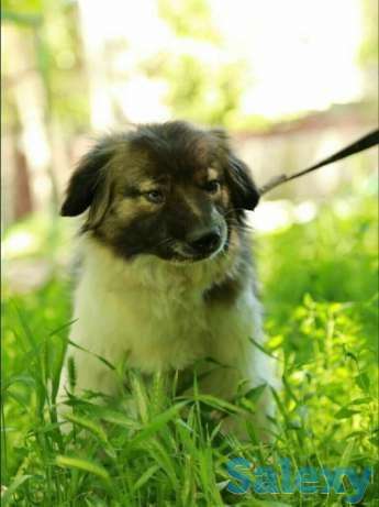 Нужен дом очаровательному Биму, фотография 2