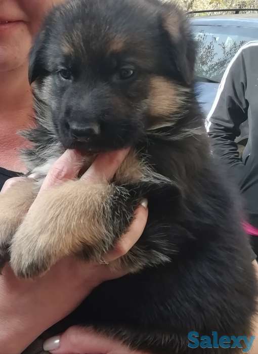 Продам щенков немецкой овчарки, фотография 2