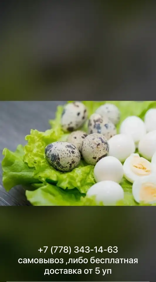 Продам перепелиные яйца, фотография 2