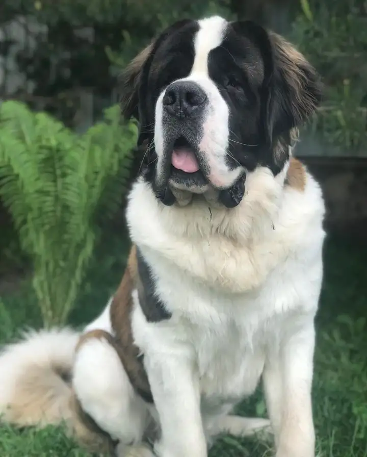 СЕНБЕРНАРЩЕНКИПРОДАЖА, фотография 8