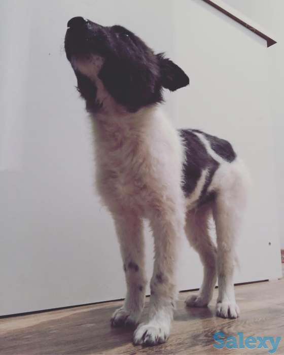 Отдам щенка в хорошие руки!, фотография 5