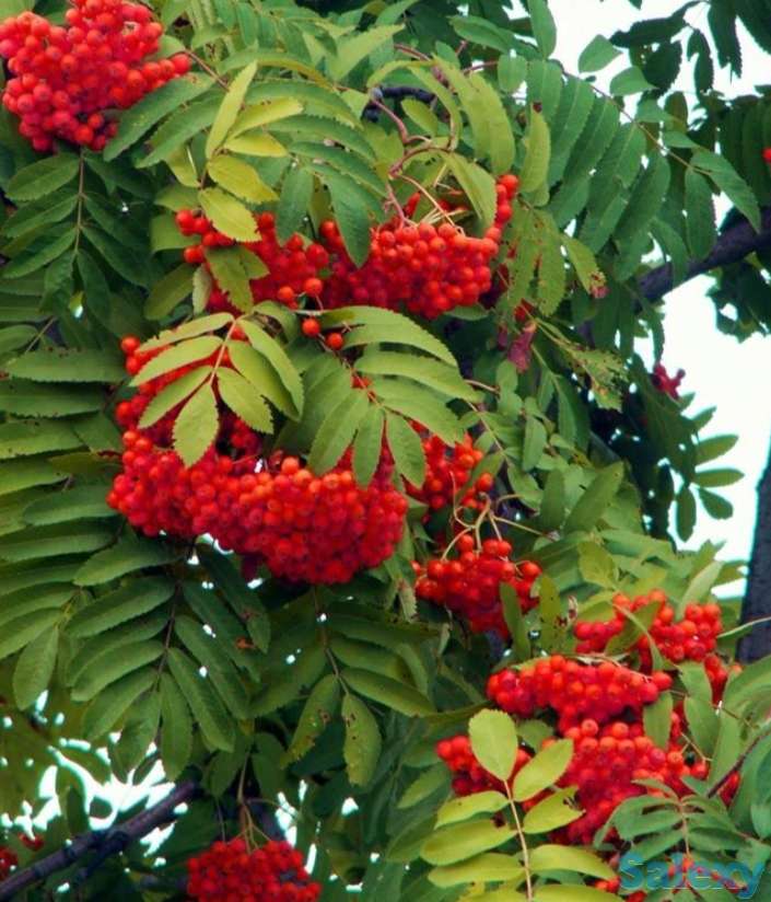 Семена Рябины Красной обыкновенной (Sórbus aucupária) РСТ , Россия, фотография 1
