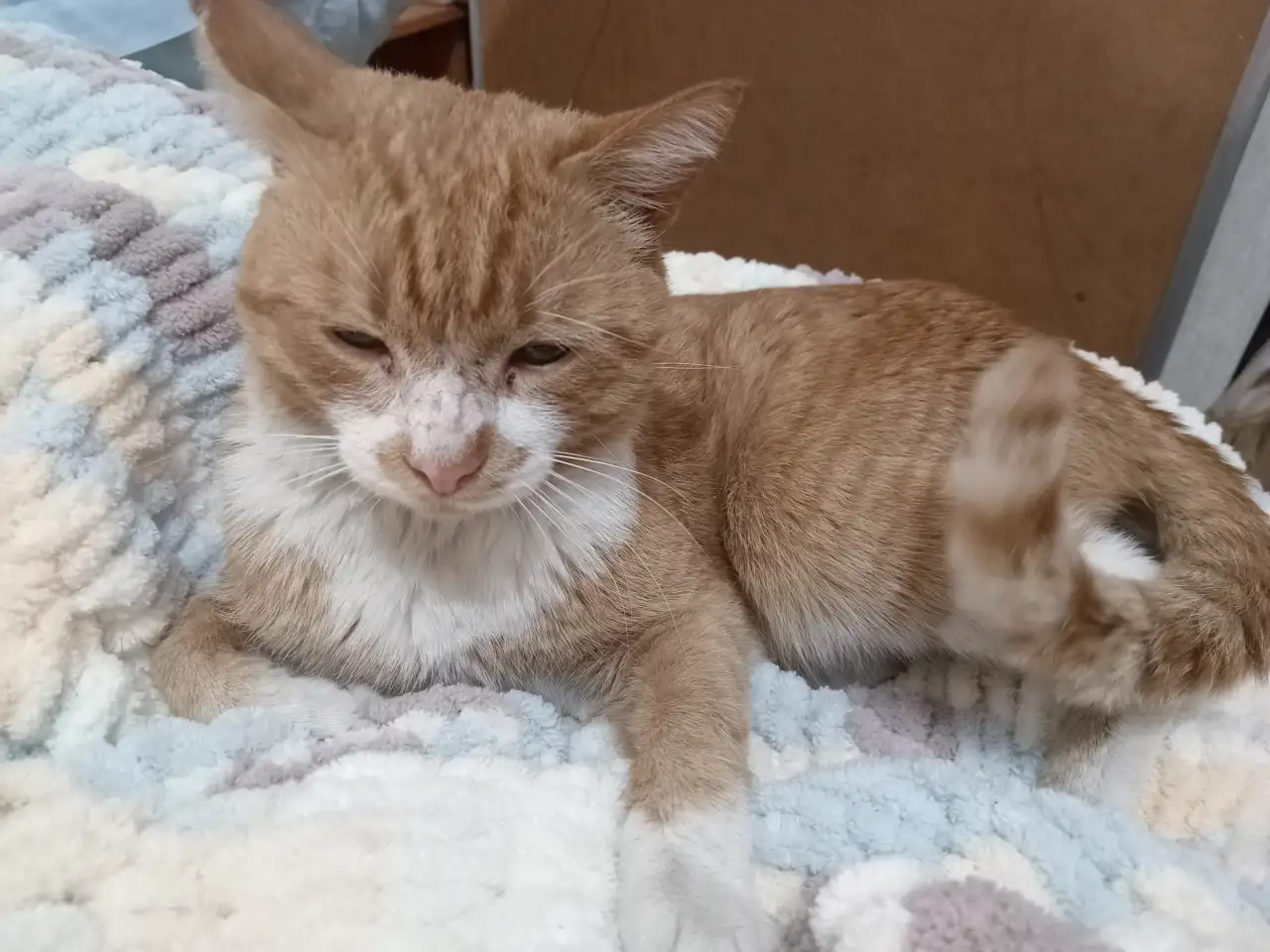 Кот даром, фотография 2