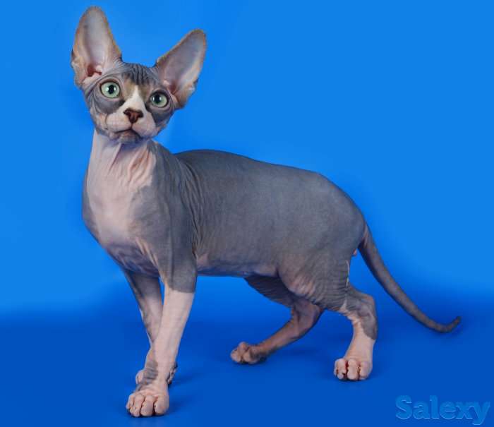 Открыта бронь на сфинксов, фотография 1