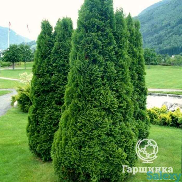 Туя западная Холмструп, фотография 1