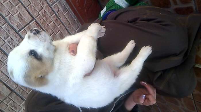 Чистокровный Алабаичики красивые и ухоженные, фотография 5