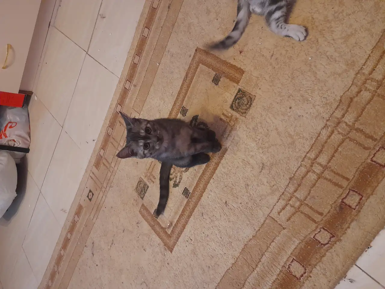 Продам двух Шотланских кошек вислоухую и прямоухую по  5 месяцев, фотография 3