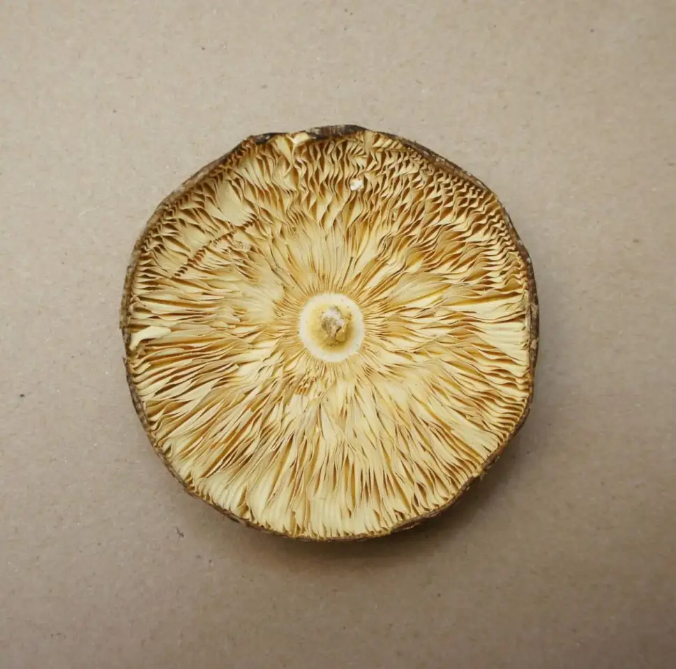 Продам сушеные грибы с Алтая, фотография 1