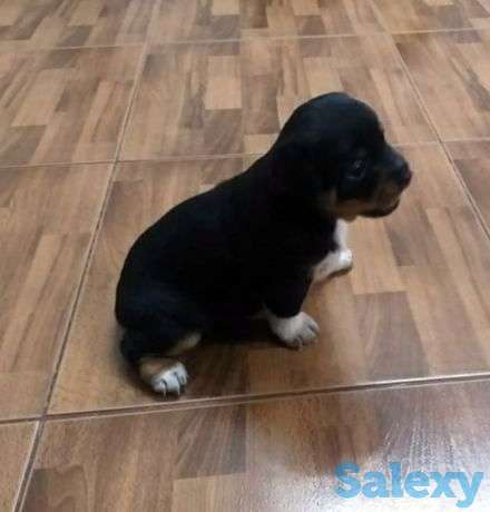 Щенки карликого пинчера, фотография 1