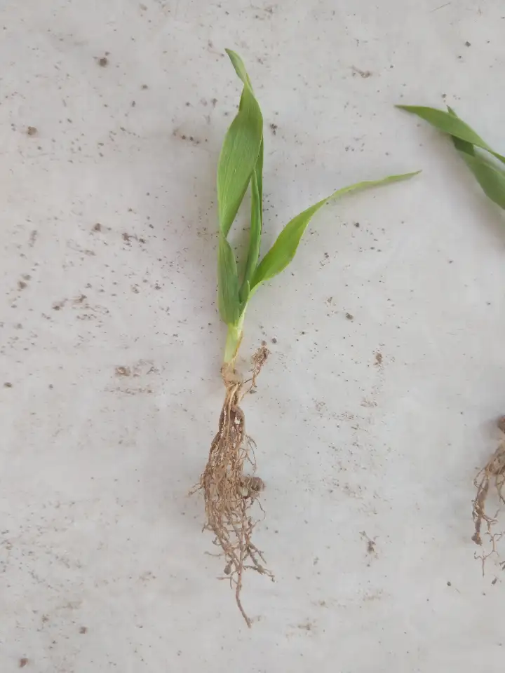 Продаю Ячмень Сорт Атлин Канадский В Меркенском районе, фотография 12