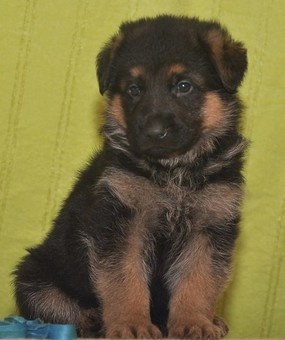 щенки немецкой овчарки, фотография 1