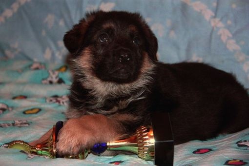 щенки немецкой овчарки, фотография 2