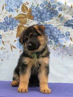 щенки немецкой овчарки, фотография 3