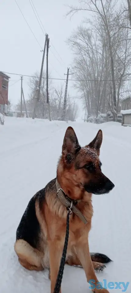 Щенки немецкой овчарки, фотография 1