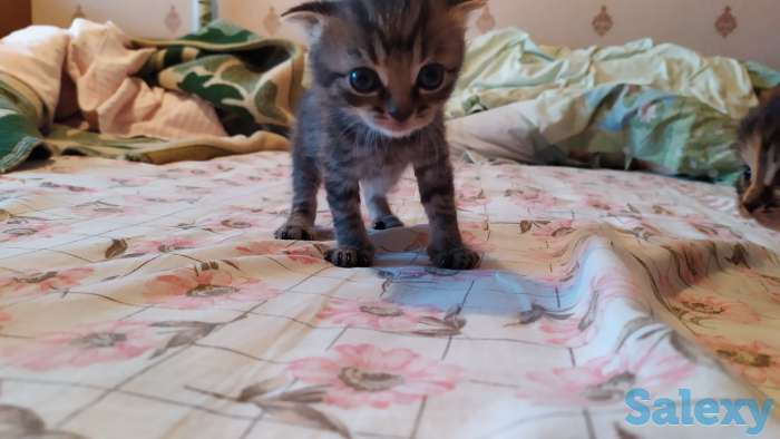 Шотландские вислоухие, фотография 4