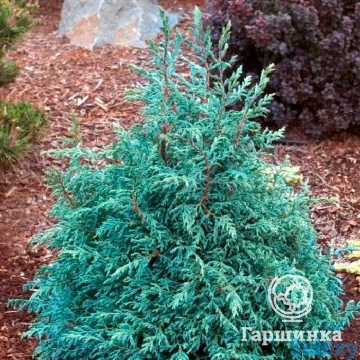 Кипарисовик бэби блу, фотография 1