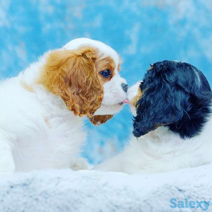 Питомник кавалер кинг чарльз спаниелей 