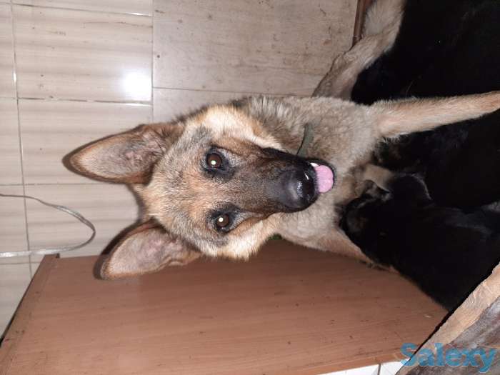 Щенки немецкой овчарки, фотография 4