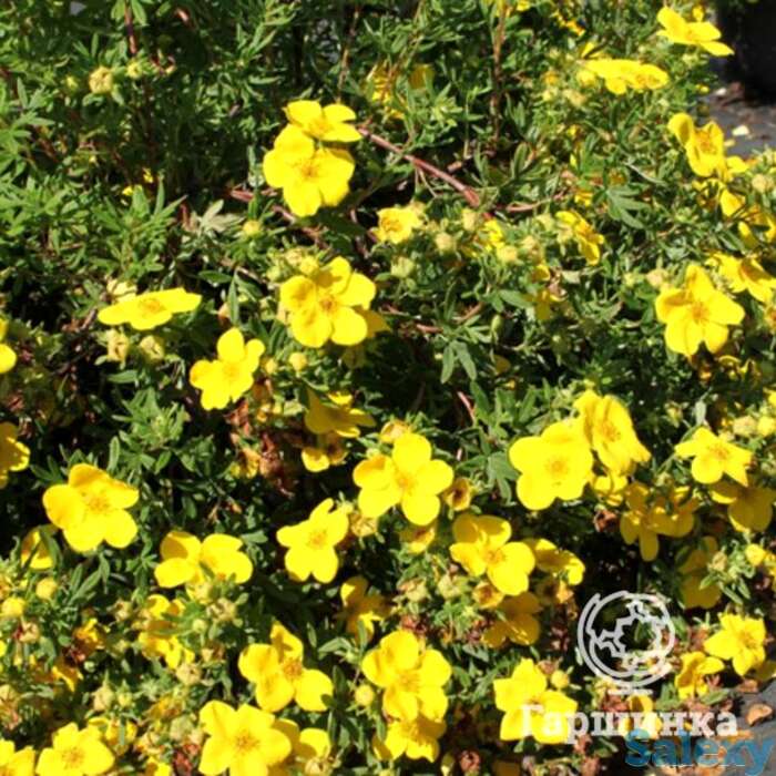 Лапчатка голдфингер., фотография 1