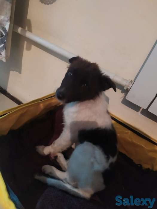 Отдам щенка в хорошие руки!, фотография 3