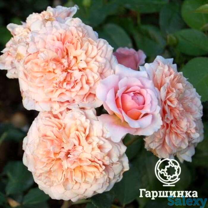 Роза фестиваль де жардан де шомон, гийо, фотография 1