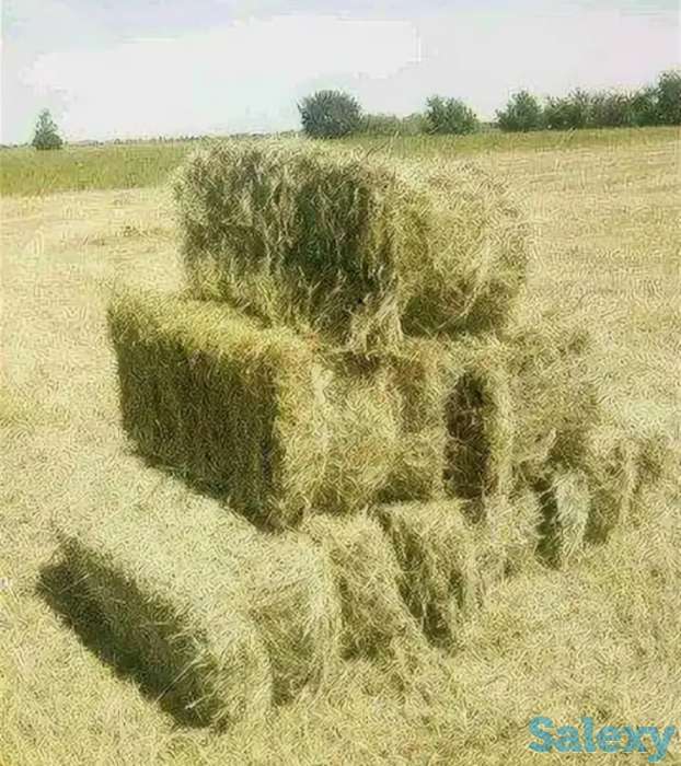 Продаю сено в тюках, фотография 3