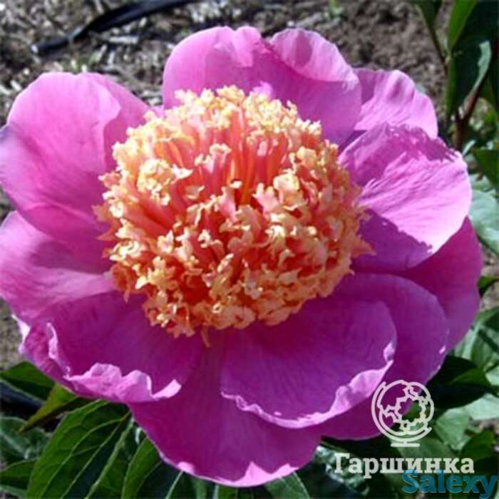 Пион дорин, фотография 1