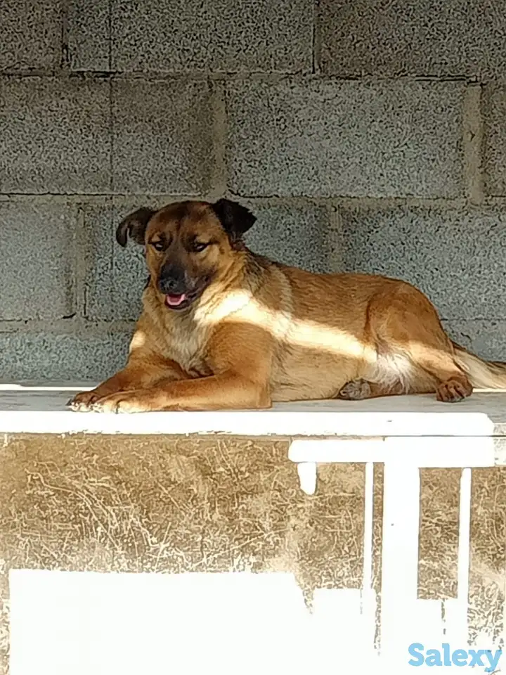 В надёжные и ответственные руки, фотография 2