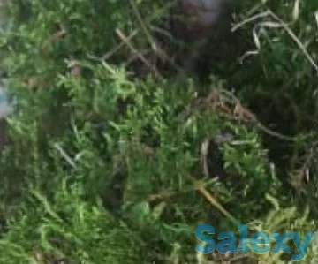 Мох Сфагнум., фотография 2
