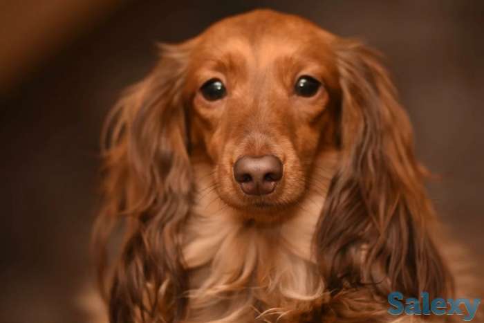 Ищу щенков таксы  Алматы, фотография 3