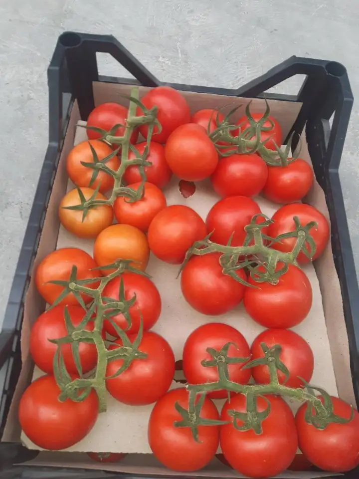 Продаю помидоры тепличные., фотография 3