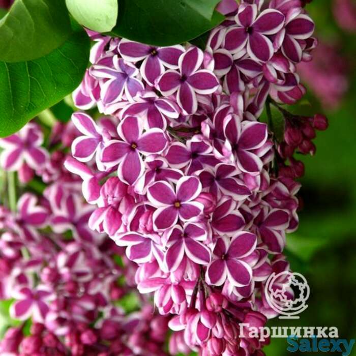 Сирень сенсация, фотография 1