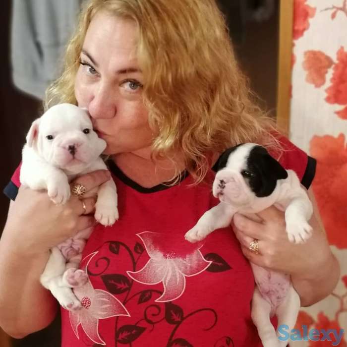 Французские бульдоги, фотография 7