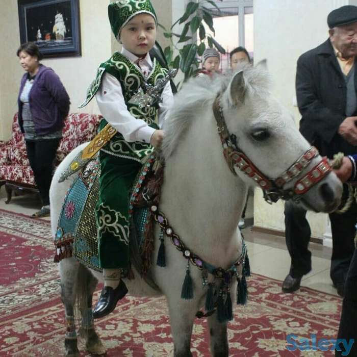 аренда пони, лошади, фотография 1