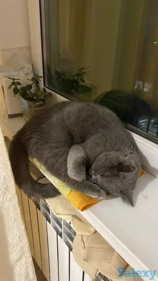 Продам кота Британца, фотография 2