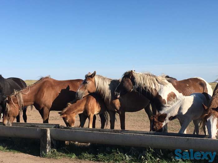 Саумал, фотография 1