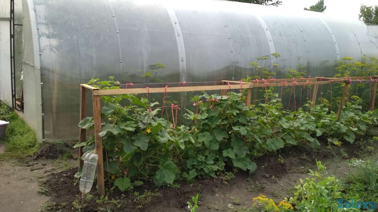 Продам дачу, с/о Урал, за понтонным мостом, фотография 6