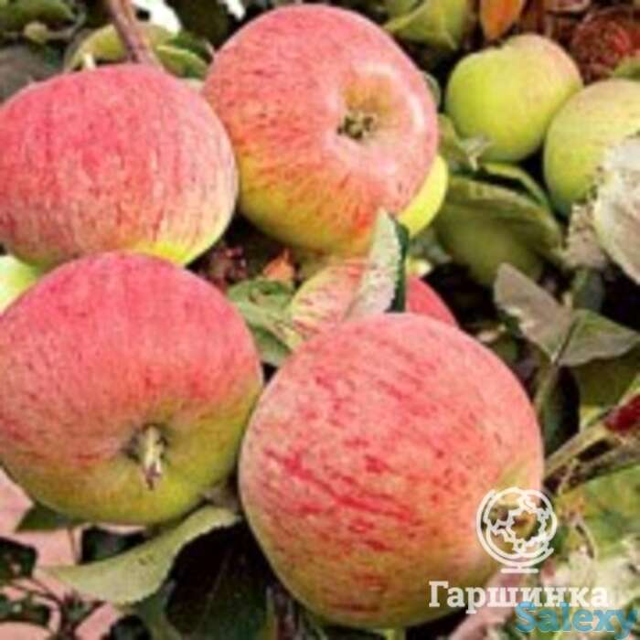 Яблоня первинка, фотография 1