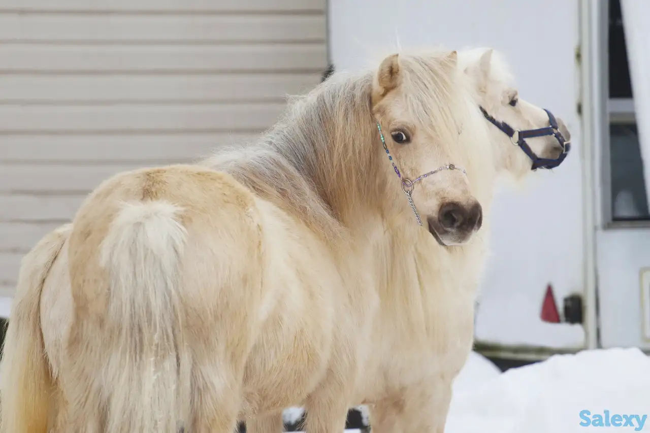 Продажа пони. Пони-ферма., фотография 3