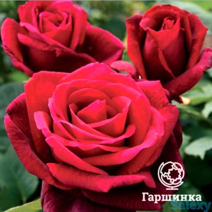 Роза мистер линкольн чайно-гибридная, топалович, фотография 1