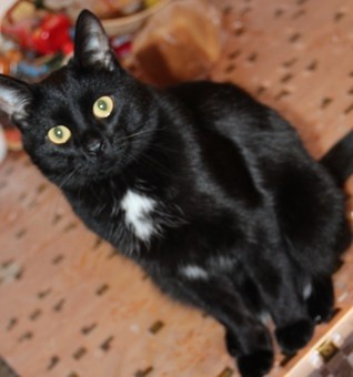 отдам кота в хорошие руки!!!, фотография 2